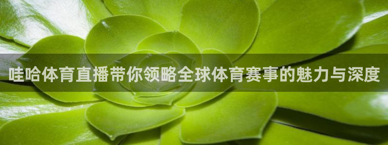 哇哈体育直播带你领略全球体育赛事的魅力与深度