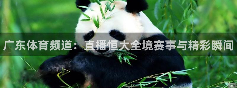 广东体育频道：直播恒大全境赛事与精彩瞬间